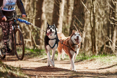 Side view of dogs running in forest