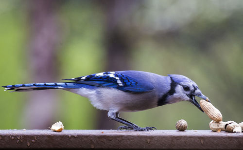 Close-up of bird perching on wood