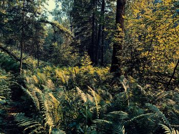 High angle view of pine trees in forest