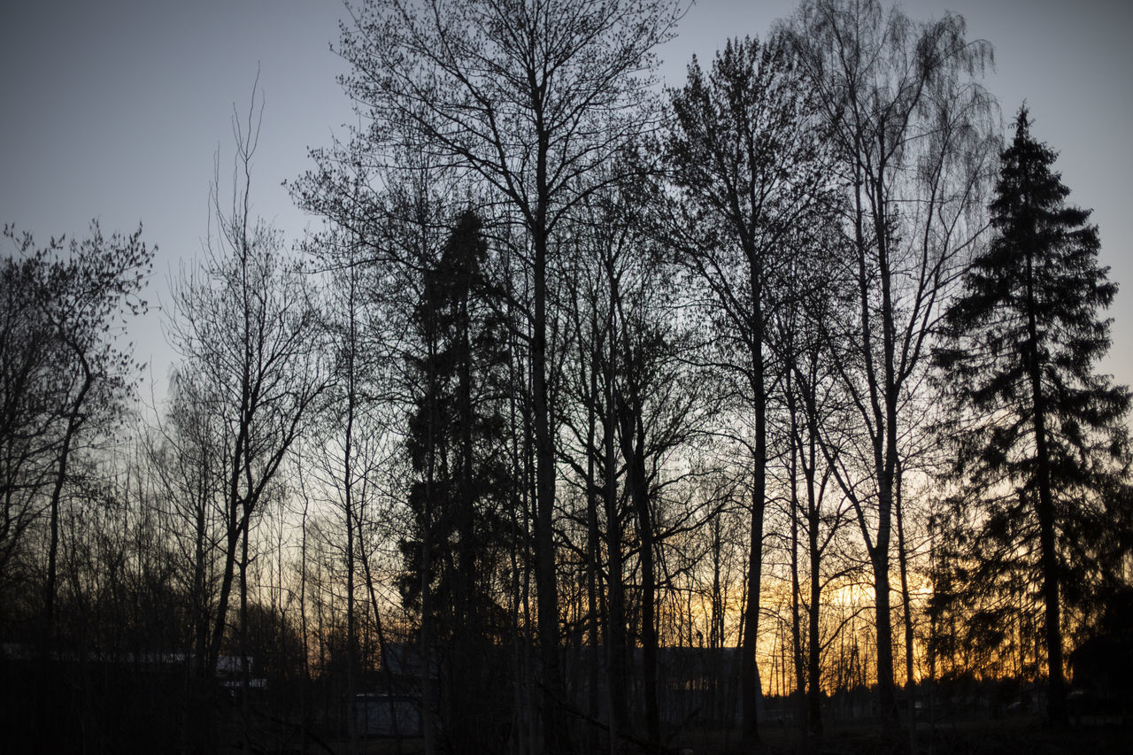 tree, plant, sky, nature, silhouette, morning, tranquility, beauty in nature, no people, darkness, land, scenics - nature, tranquil scene, forest, sunlight, branch, growth, non-urban scene, cloud, bare tree, outdoors, low angle view, tree trunk, landscape, trunk, environment, winter, woodland, light, dawn