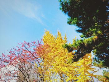 Low angle view of trees against sky