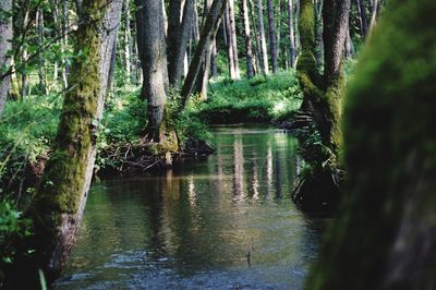 Scenic view of lake in forest
