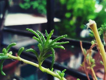 Close-up of fresh green plant