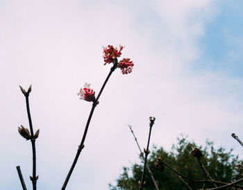 Low angle view of flowers blooming against sky