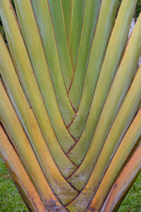 Full frame shot of leaf