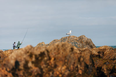 Low angle view of seagull against sky