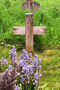 Close-up of purple flowers blooming in field