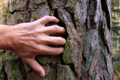 Cropped hand of person touching tree trunk
