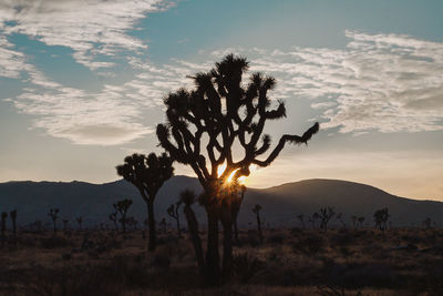 Silhouette cactus on field against sky during sunset