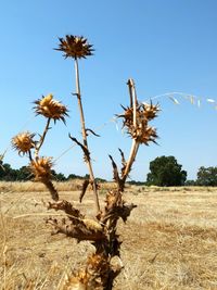 Trees on field against clear blue sky