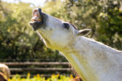 Close-up of a horse, on field, smelling something, cute.