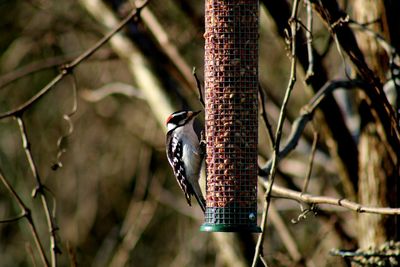 Close-up of downy woodpecker perching on bird feeder. 