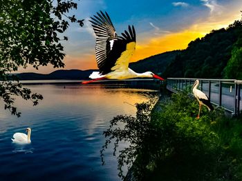 Bird flying over lake against sky
