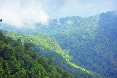 Scenic view of forest against sky