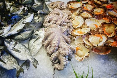 High angle view of seafood for sale at market