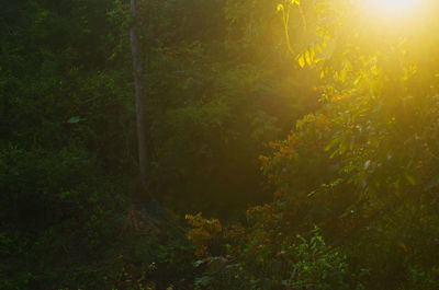 Plants and trees in forest