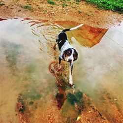 High angle view of dog standing in water