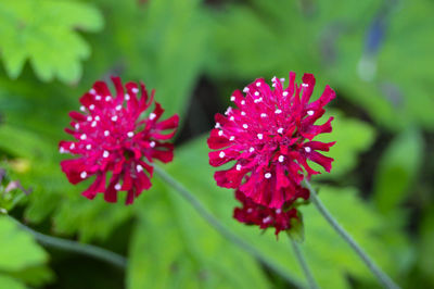 Close-up of red flower blooming outdoors