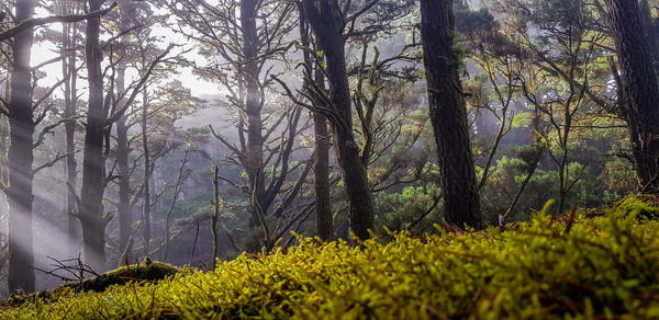 Trees growing in forest