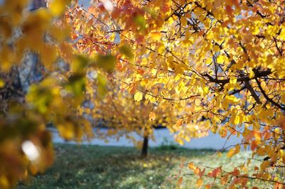 Close-up of yellow maple leaves on tree during autumn