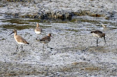 High angle view of birds on beach
