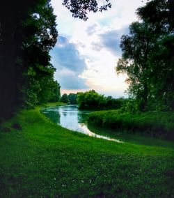 Reflection of trees in lake