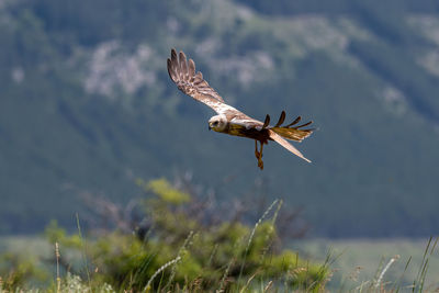 Bird flying over a field