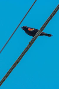 Low angle view of bird perching on cable against clear blue sky