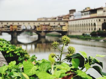 Plants growing by river against buildings in city