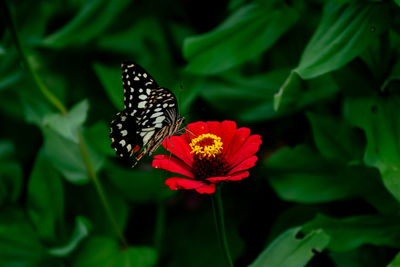 Close-up of butterfly pollinating on pink flower