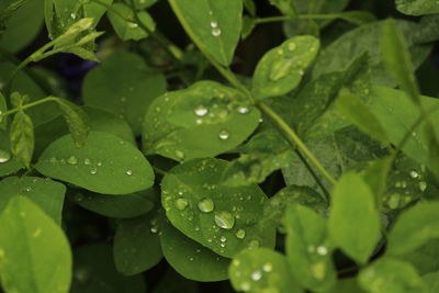 Close-up of wet leaves on rainy day