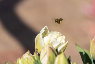 Close-up of bee pollinating flower