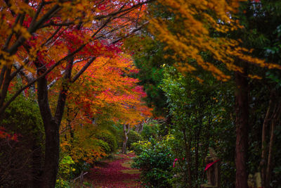 Autumn trees in a park