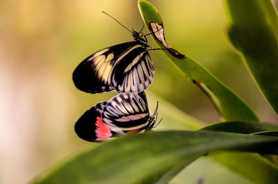 Close-up of butterfly pollinating on flower