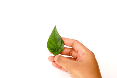 Close-up of hand holding leaves over white background