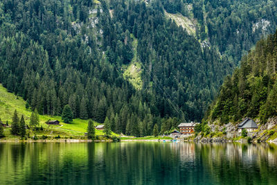 Scenic view of lake in forest