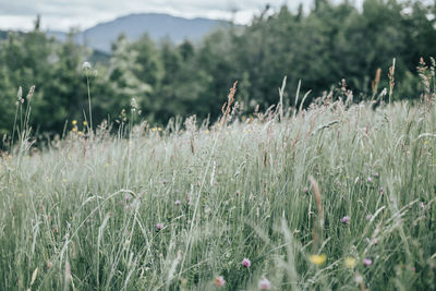 Close-up of grass on field