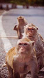 Monkeys sitting outdoors