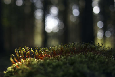 Close-up of plants