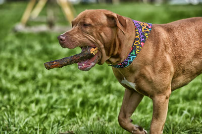 Dog looking away on field