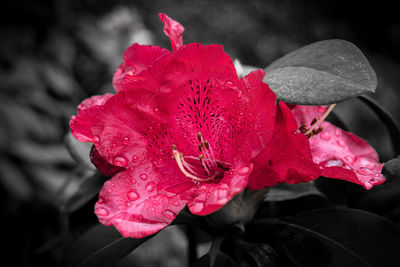 Close-up of wet red rose flower