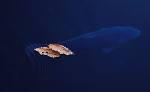 High angle view of fish seen through water with floating over