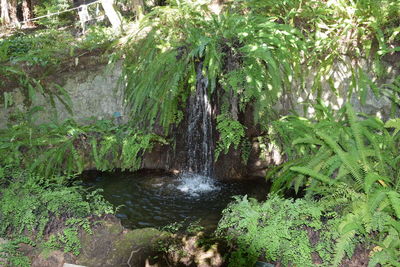 Scenic view of waterfall in forest