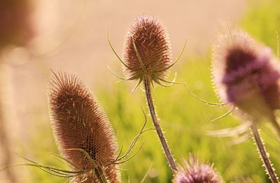 Close-up of dried thistle flowers