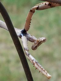 Close-up of insect on branch