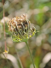 Close-up of dandelion