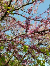 Low angle view of tree against clear sky