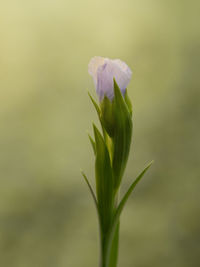 Close-up of flowering plant