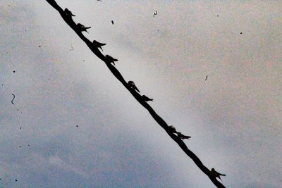 Low angle view of bird on branch against sky