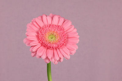 Perfect pink gerbera flower against pink background